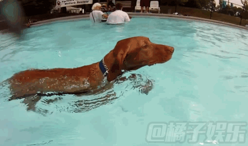 壁纸 动物 狗 狗狗 510_300 gif 动态图 动图