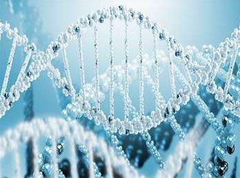 人工合成酵母染色体意义何在?