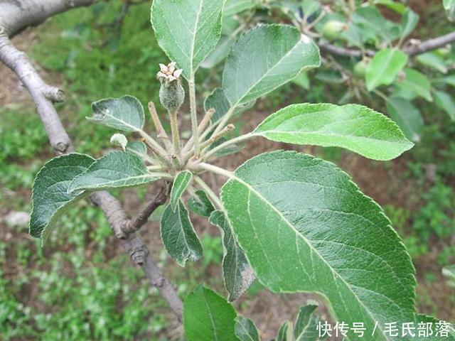 苹果树栽培技术|采用目标产量法 科学选留果