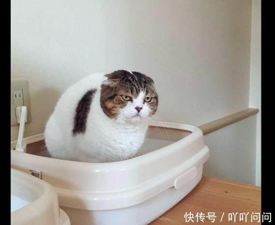 猫砂在新买的厕所胡子老了表情包盆里上猫咪,一脸努力嫌弃的图片