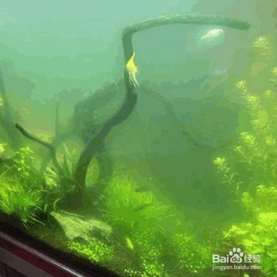 綠園區(qū)大自然花鳥魚商城起點(diǎn)水族館（大自然花鳥魚商城(綠園區(qū)皓月大路店)）