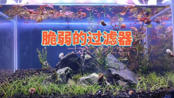 長(zhǎng)春定做魚缸廠家有哪些廠（長(zhǎng)春定做魚缸廠家有哪些廠子）