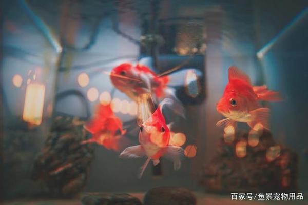 鞍山經(jīng)濟開發(fā)區(qū)魚音悠楊魚行（鞍山魚訊） 全國水族館企業(yè)名錄