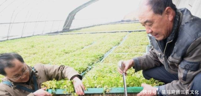 这种芹菜的栽培方式,不仅成本很低,产量跟利润