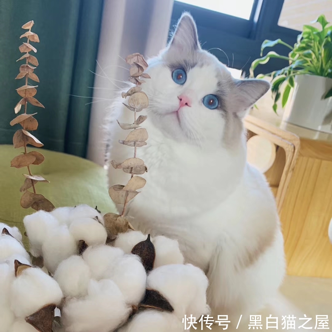 家里有小宝宝或孕妇在,还能养猫吗?猫真的会给