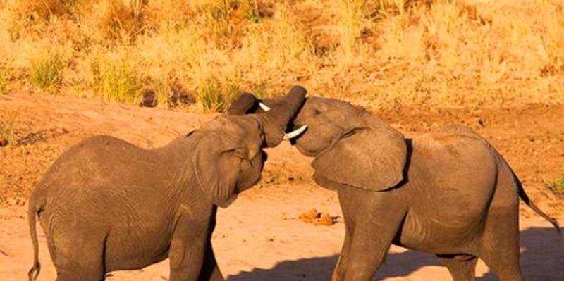 俩小象甩着鼻子玩游戏,没一会俩鼻子竟缠到了