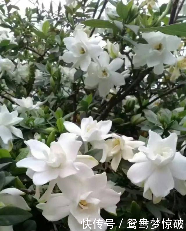 家里再穷也要养这盆花,香味儿可以当饭吃,烦恼