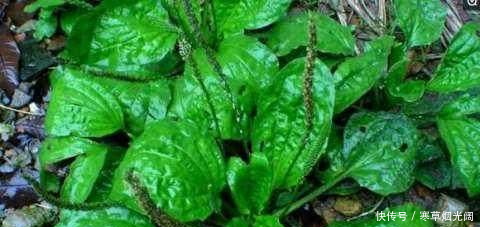 别在乱用白醋祛斑了,睡前用它敷一下脸,美白祛