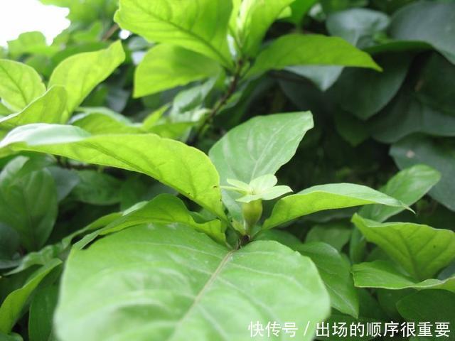 农村一奇特野果,酷似石榴,扔水里能毒晕活鱼,还能做农药杀害虫