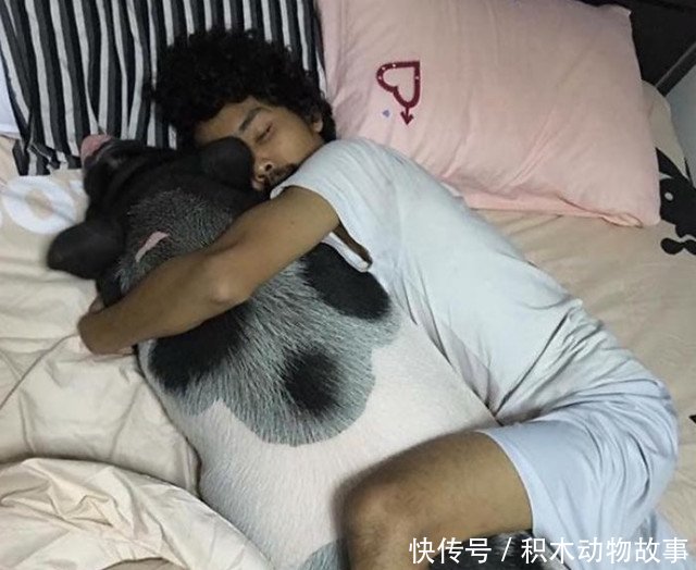 泰国男子养了一只宠物猪,每天都抱着它睡觉,没