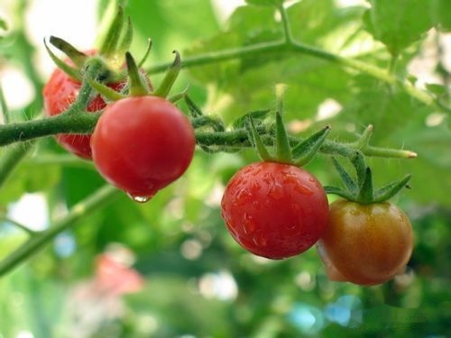 如何种植番茄 t017bfcc1c97e6dd2f1.jpg