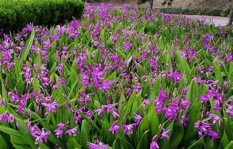 白芨苗几月份可以移栽_360问答