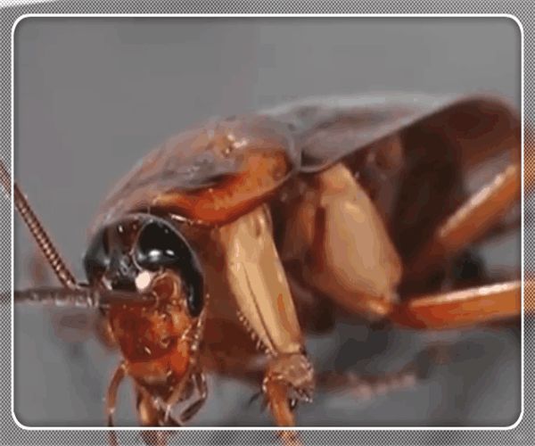 农村老人说:杀蟑螂时不要用脚踩,这到底是为什