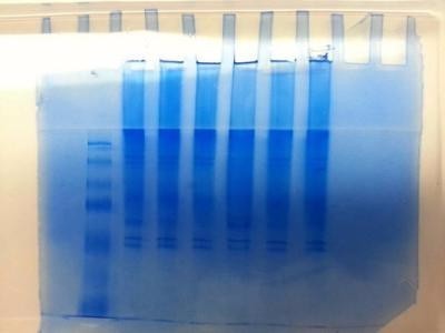 SDS-PAGE和分子筛过滤层析测定蛋白质分子量在原理和方法上有何不同。_360问答
