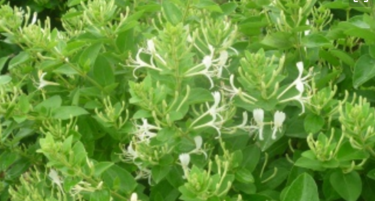 复方金银花颗粒和感冒药能一起吃吗_360问答