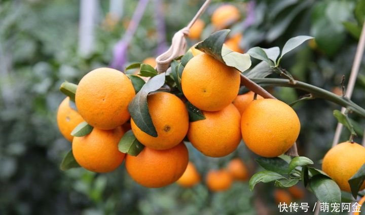 农村栽种柑橘,南方橘子北方枳,种植技术及管理