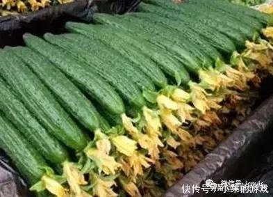 大棚黄瓜如何施肥施肥方法及种植技术