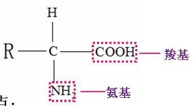 氨基酸结构中的官能团是什么