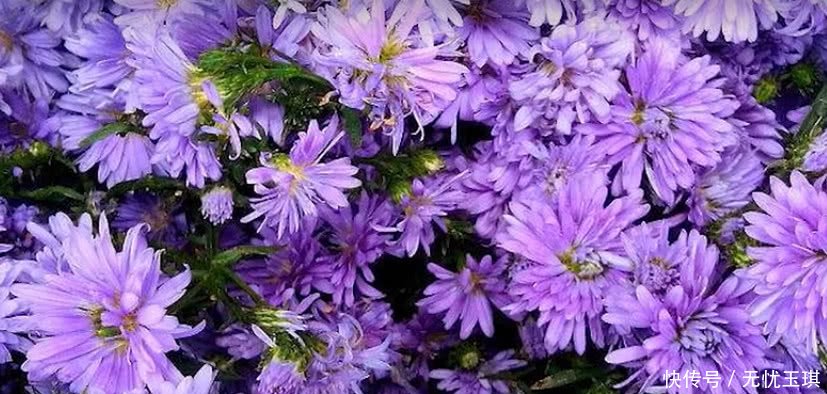 沼泽地里这种药材,叶子能当花茶来喝,根茎是稀