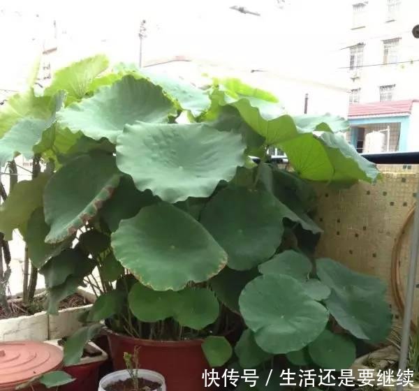 大妈用水桶种莲藕,没想到藕多得把桶都撑破了