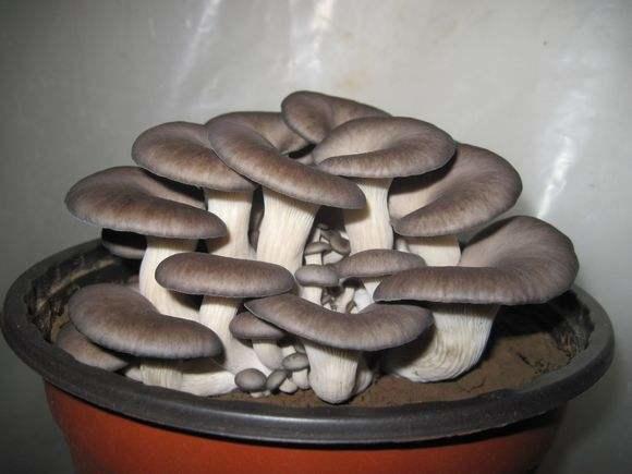 如何在家自制菌包视频 t0183c0468acdcb2160.jpg?size=580x435