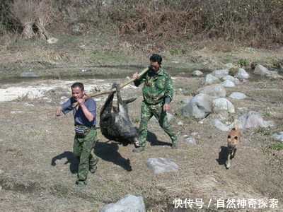 以前农村人常吃的十大野味，排第一的现在卖百元一斤也难买！