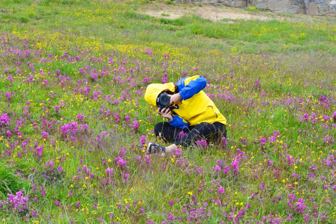 和呼伦贝尔齐名的中国最美草原,就在四川!而且