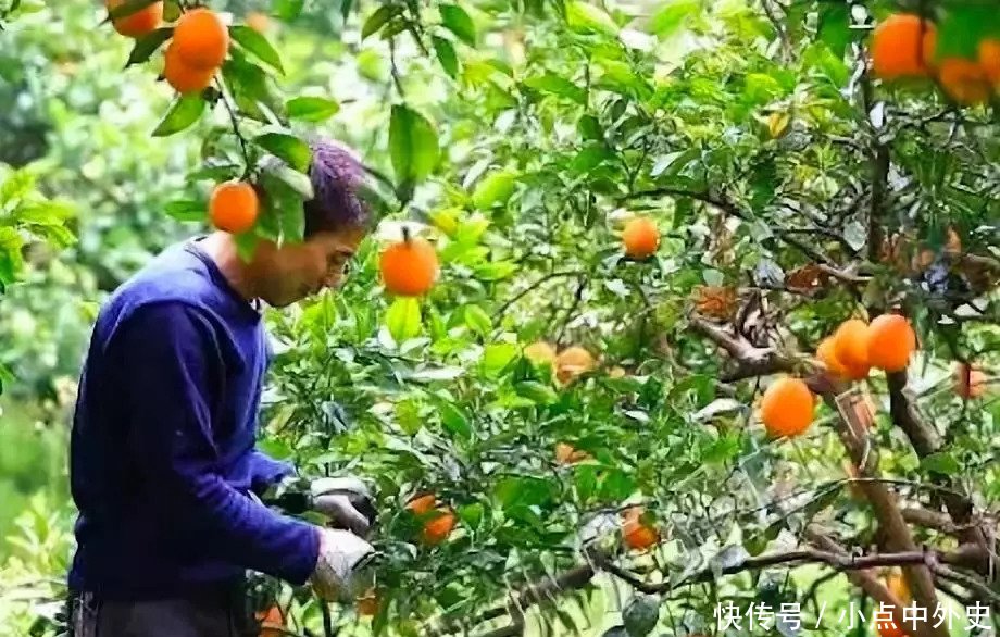 刷屏了,南宁晚报:2018年广西柑橘产量将突破7