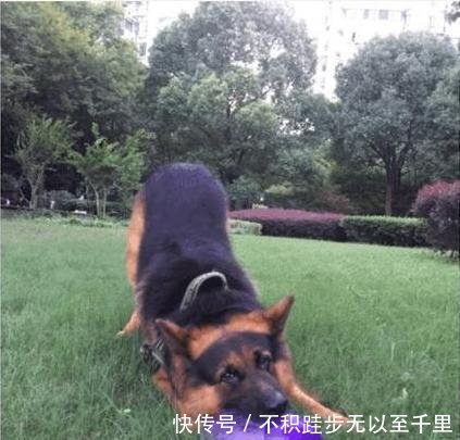 《西虹市首富》用狗当守门员, 国足认为侮辱中