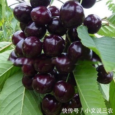 适合懒人种新型果树,容易种、好打理,种一颗全