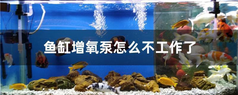 銀龍魚的飼養(yǎng)條件有哪些（銀龍魚養(yǎng)殖方法及注意事項(xiàng)）