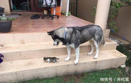 二哈:哈哈,我终于也有猫啦~ 万博买球网站