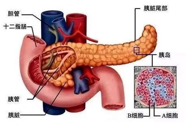 突破高难度!西充县首例胰十二指肠切除术获成功