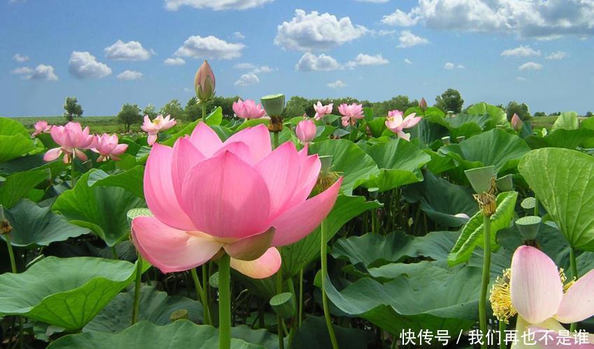 最不顾家的三大生肖男,从不会为妻子着想,在家连袜子都懒得洗 十大电子游艺网址