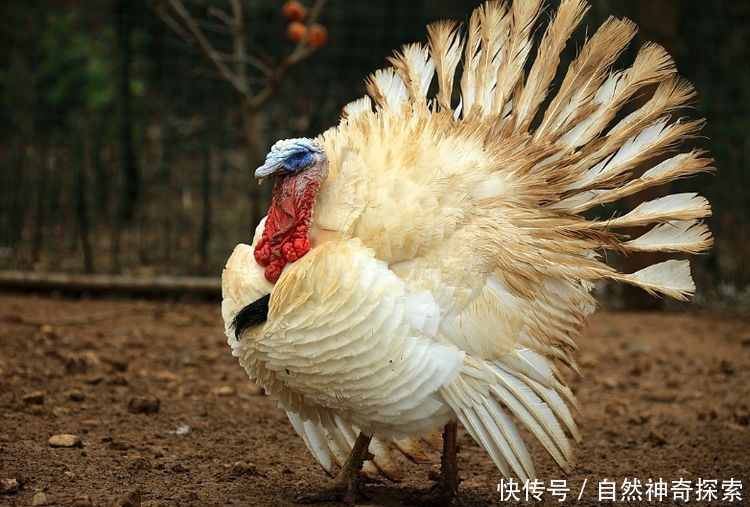 农村老汉养一种鸡，像火凤凰一样，让人难以想像！