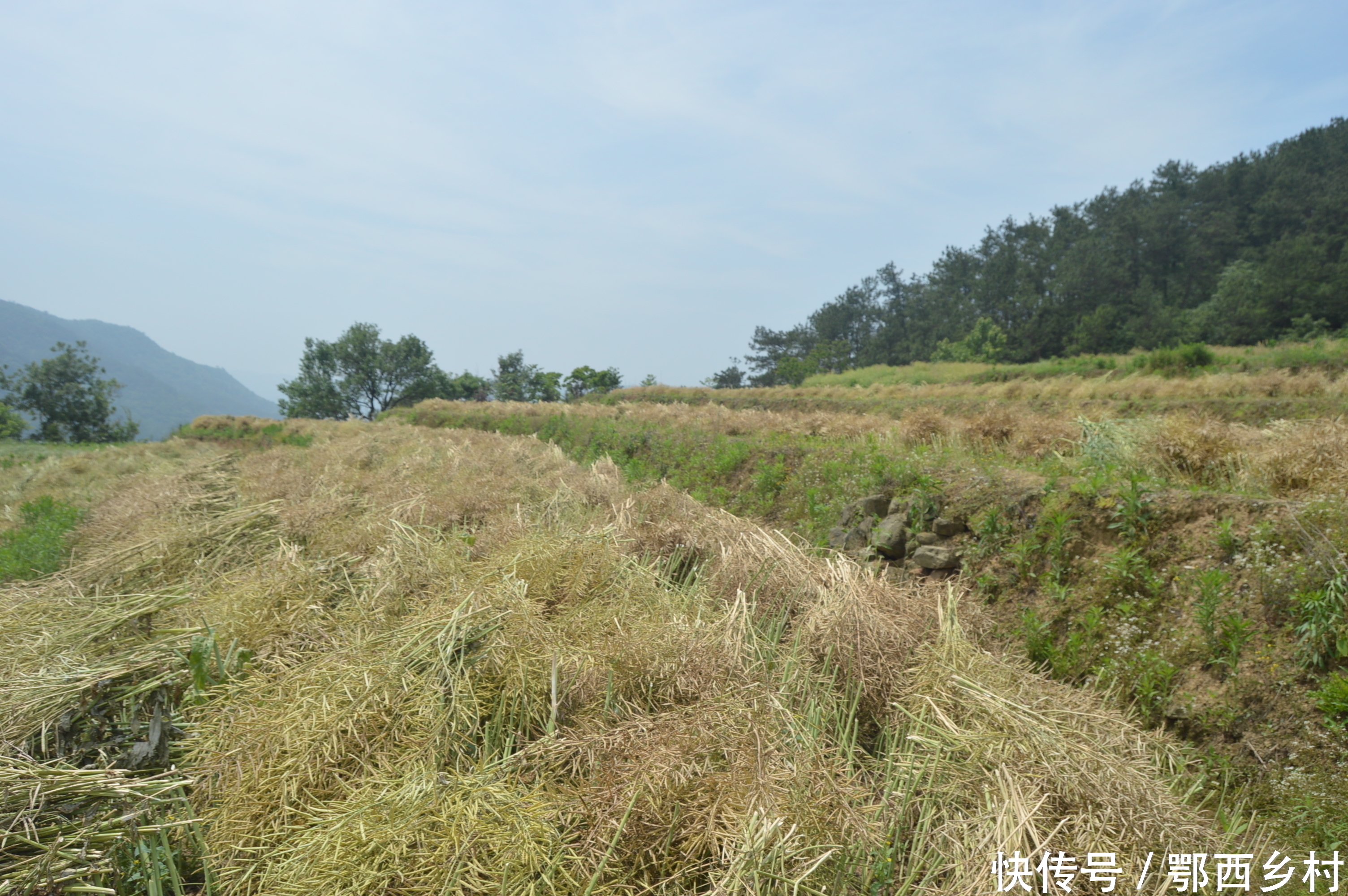 又到油菜收割时,农户抢割忙收获