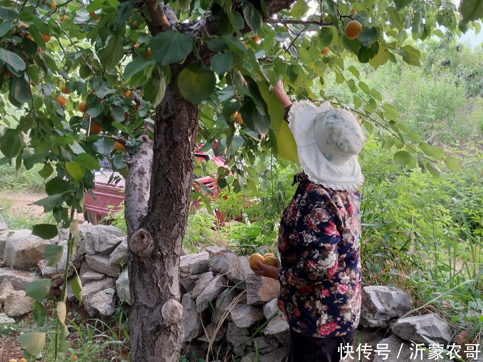 今年产量高价格好的沂蒙山大黄杏，农村大爷却说来年可不这么干了