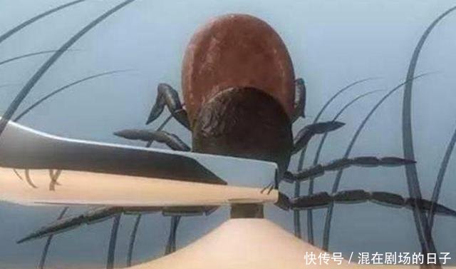 蜱虫预防3大措施和护理方法,赶紧收藏吧