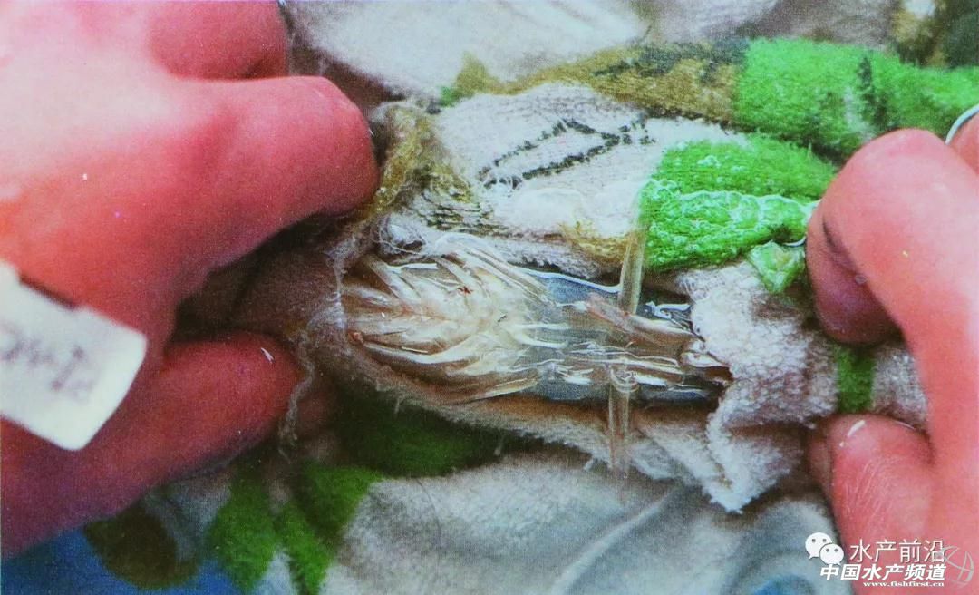 这种虾市价媲美白对虾,或成白虾的替代品种?