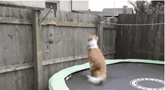 养一只学霸边牧的体验,可能也没你想象的那么美好.