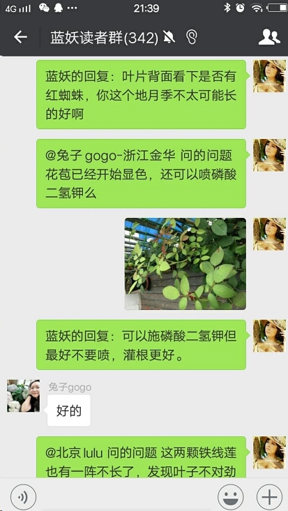 蓝妖：月季开花后如何施肥？至少50%的人做错了！