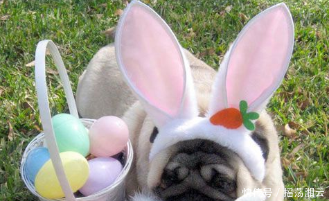 开心一刻松的眼睛是高度近视,戴着一副如啤酒