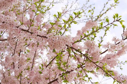 醉美人间四月天,还不迅速切换到赏花模式?