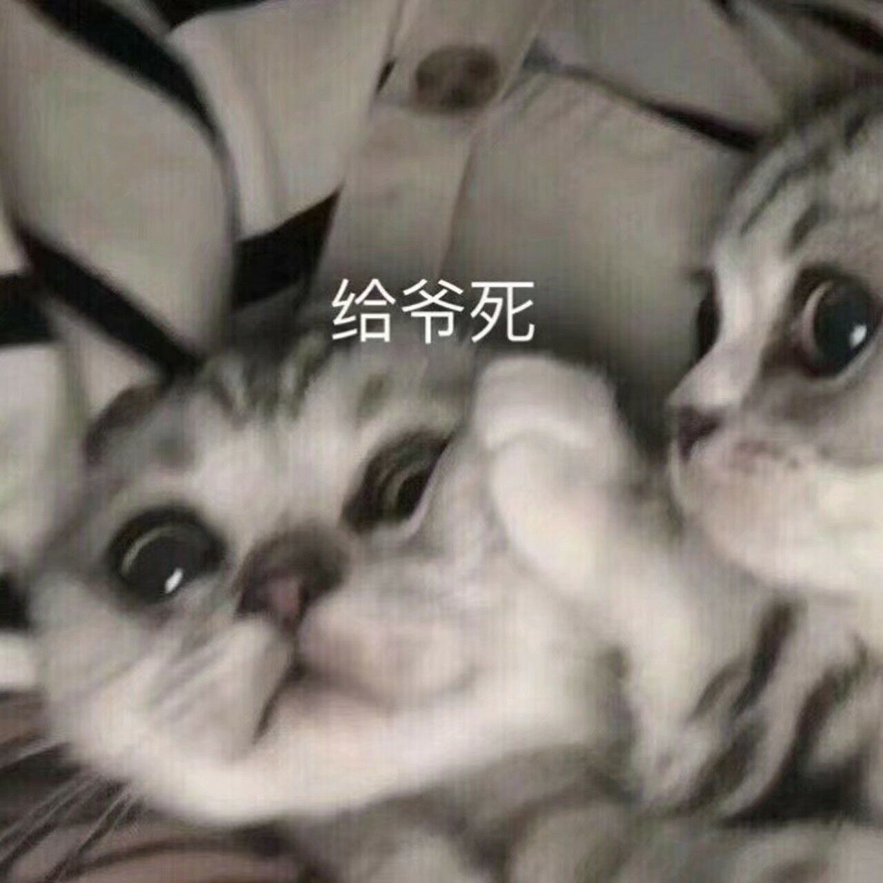 蓝色的猫是什么系列的表情包 t0192d3cfc104d33fee.jpg?w=1280&h=1280