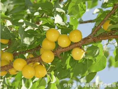 5种水果,虫子想吃吃不到!无需打农药,人们可以