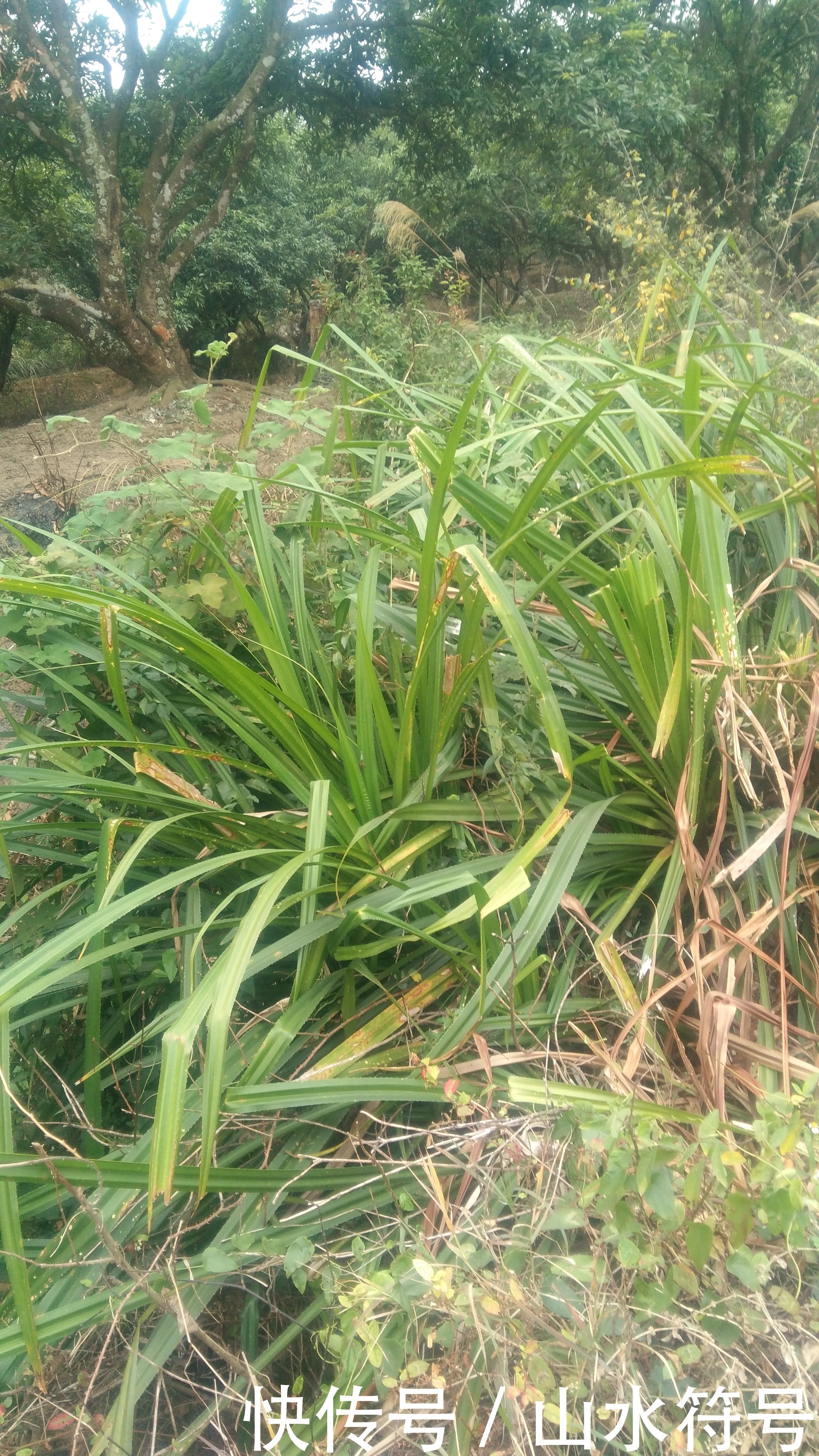 春节后的农田景象广西浦北县白石水