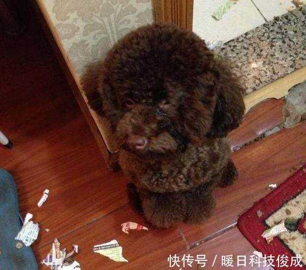 泰迪犬恨主人的5大行为,你家有吗