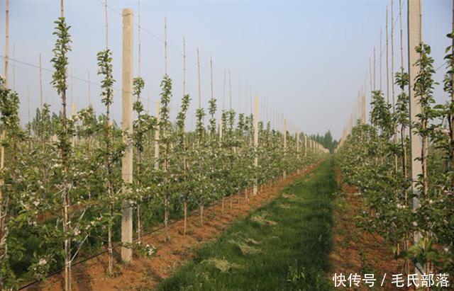 苹果树栽培技术｜苹果树自根砧分枝大苗的特点