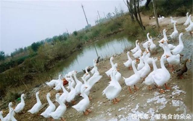 鹅养殖加盟