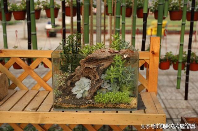 在花卉展上大放异彩的多肉盆景-郑州国际花卉展(图4)